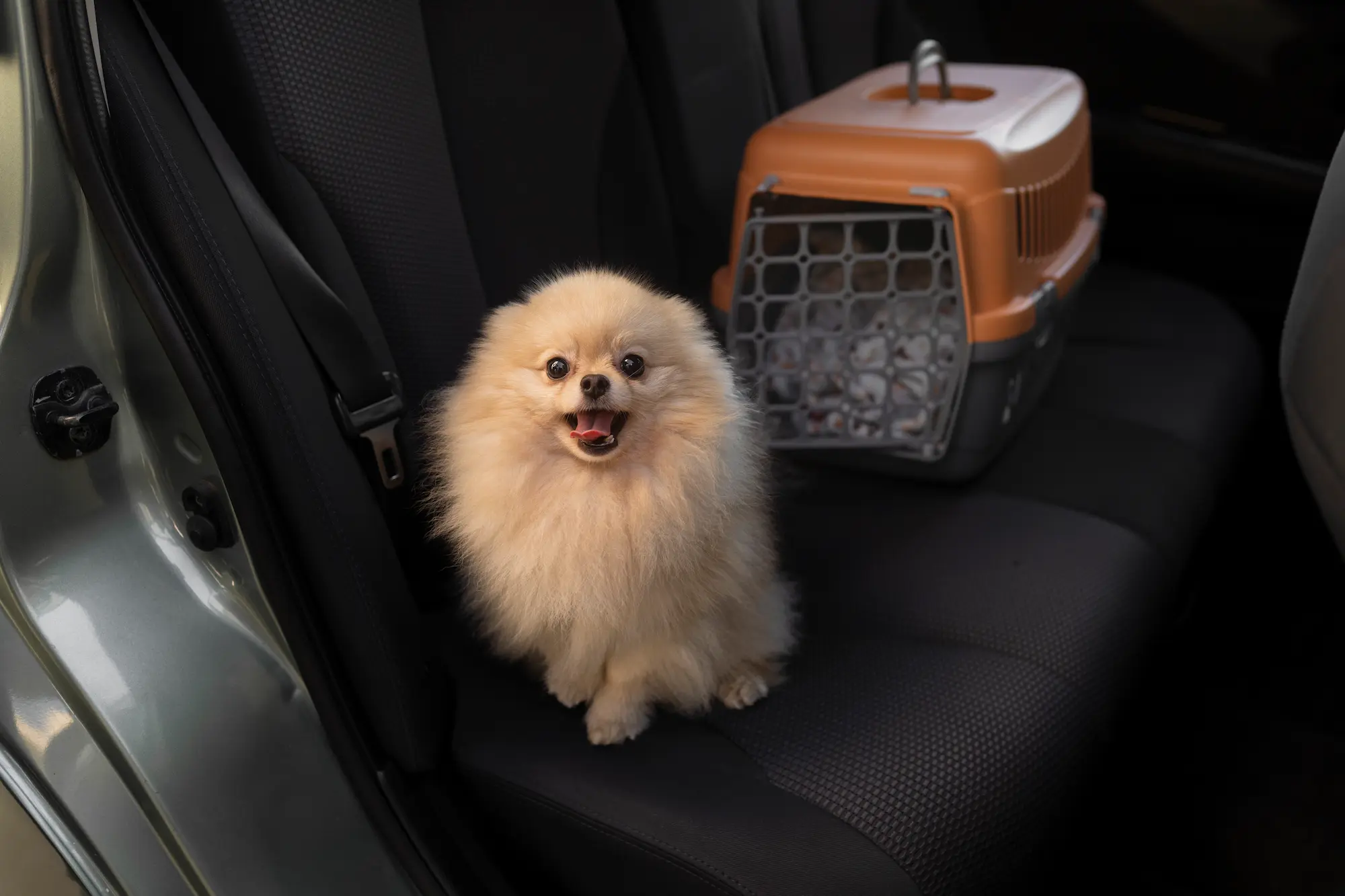 Hampton Pet Taxis